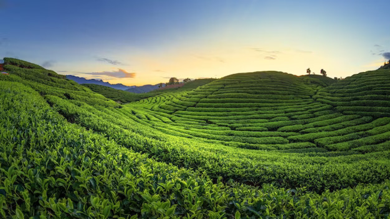 tea-field-plantation-beautiful-day-sky_679905-189