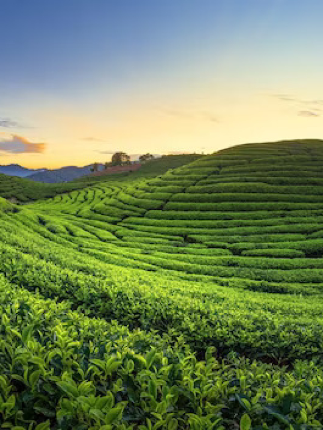 tea-field-plantation-beautiful-day-sky_679905-189