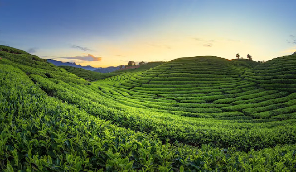 tea-field-plantation-beautiful-day-sky_679905-189