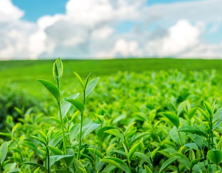 Green tea bud and leaves. Green tea plantations in morning.